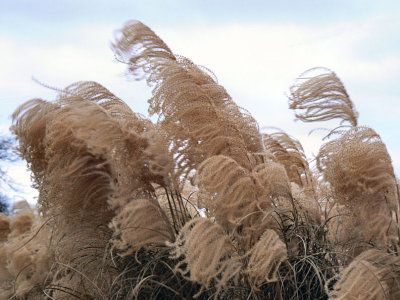 Grass Fluff