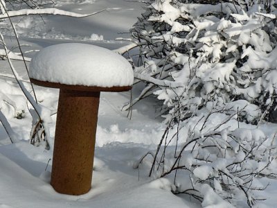 Mushroom of December