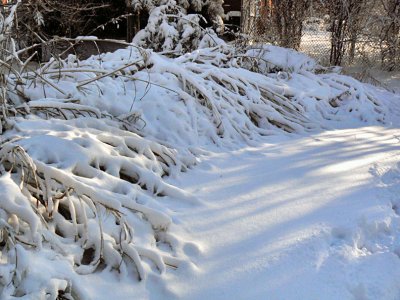 Grasses of December