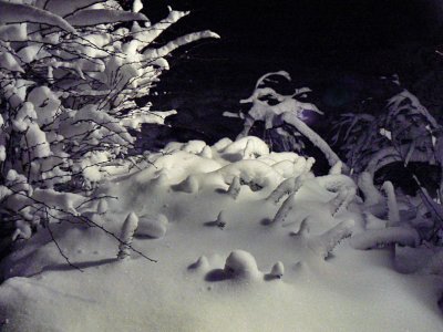 Coral Reef