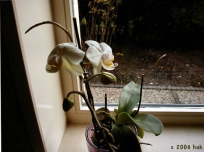 Dutch Orchid in the Window