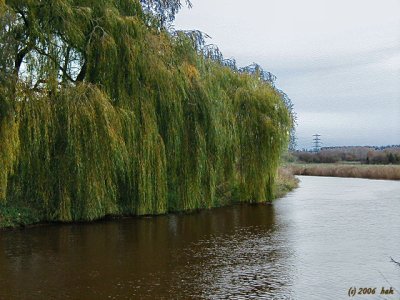 Willow Along the Oude IJssel River