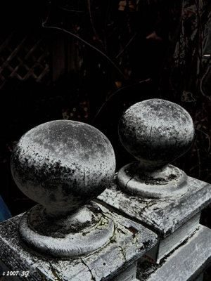 Mushrooms by Moonlight