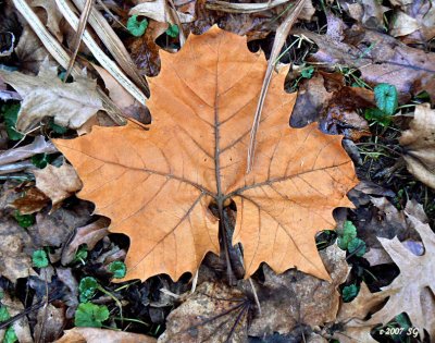 Sycamore Leaf