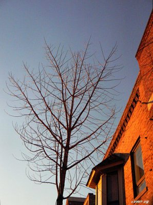 Tree in Sunset