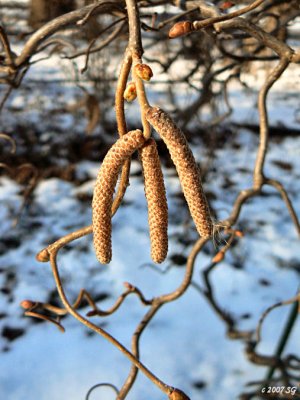 Catkins