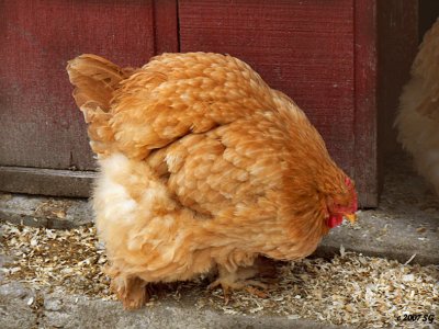 Buff Cochin Hen