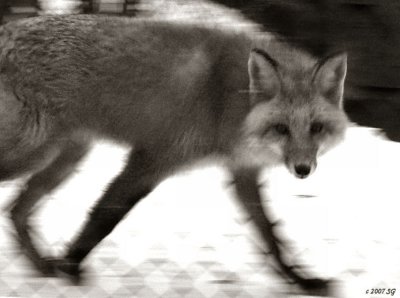 Seen by a Fox