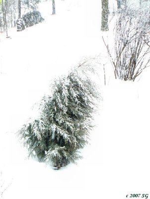 Buffeted Spruce