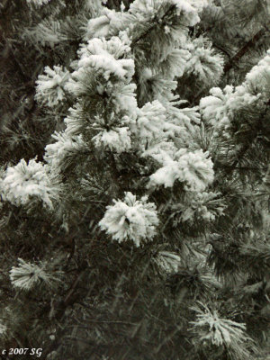 Peonies of Winter