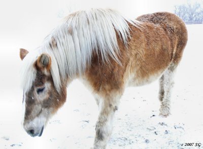 Shaggy Ghost in Snow Storm