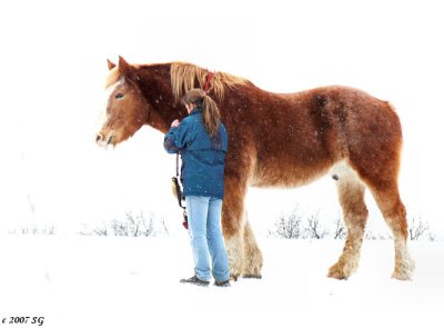 Clydesdale: Gentle Giant