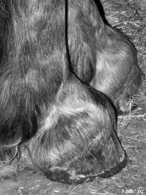 Dainty Hooves