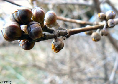 Buds in March