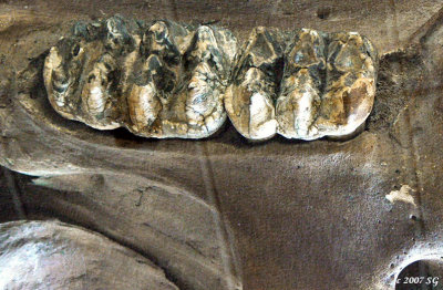 Mighty Molars of the Mastodon