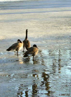 We Three Geese