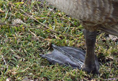 Goose Foot: Size 0.5 Triple Wide