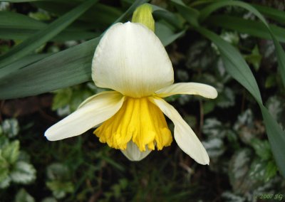 Jonquil's Curtsey