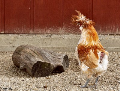 Rooster Studies Found Object Sculpture