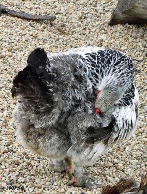 Pullet Grooming