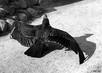 Vulture Sunning in Black and White