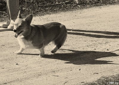 Corgi Needs a Cap!