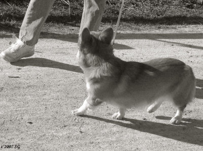 Corgi Dance Instructor: Cha Cha