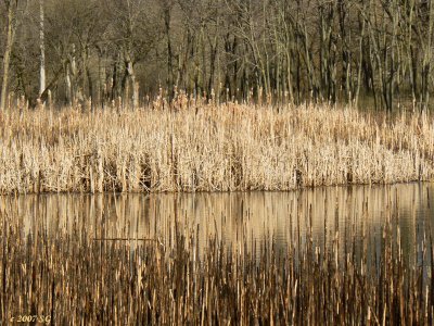 Tapistry of Marsh Reeds