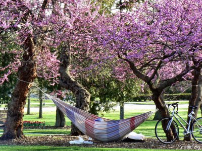 Spring Siesta