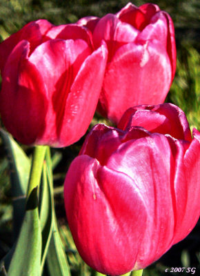 Pink Satin Tulips