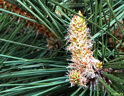 Pine Growth Tip