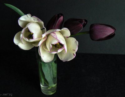 Purple Tulips and White