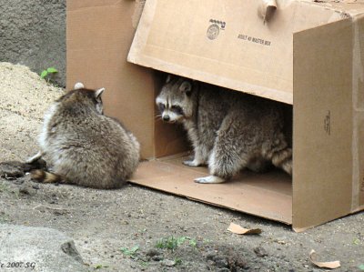 Racoons By The Box