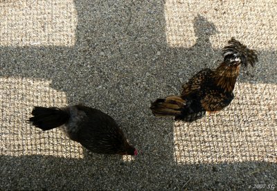 Shadows with Chickens