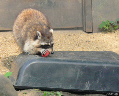 Raccoon with Kong Toy