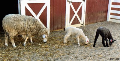 Lambs Doing a Line
