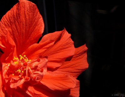 Red Hibiscus in Sunlight