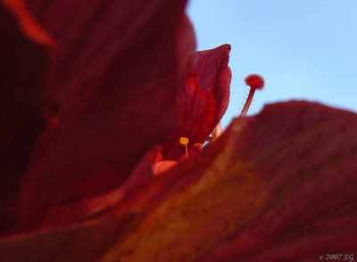 Hibiscus Feeler