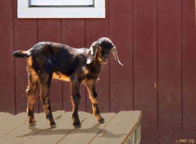 Growing Up Goat