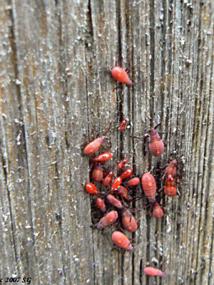 Red Bugs 1