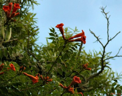 Beware the Pretty Trumpet Vine