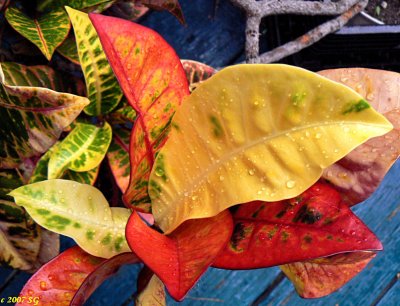 Raindrops on Crotons