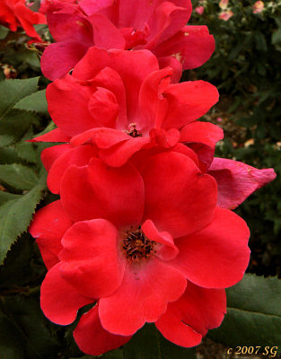 Red Floribunda Rose
