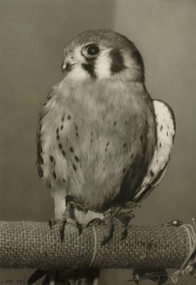 American Kestrel (Falco sparverius)