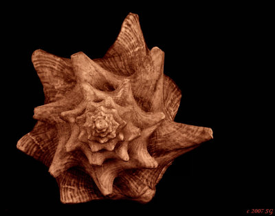 Russet Conch Blossom