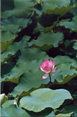a pink flower.jpg