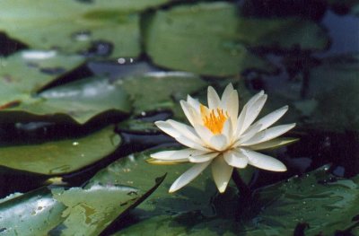 a white flower.jpg