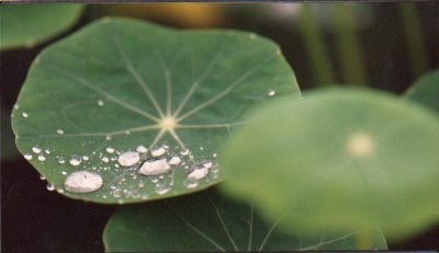 droplet on leaves.jpg