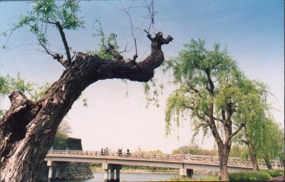 odd tree.jpg