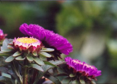 purple flowers.jpg